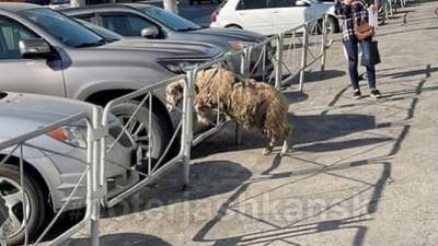 В центре города новосибирцы увидели перепуганную овцу
