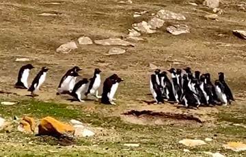 Видеохит: Две компании пингвинов остановились ради интересной беседы