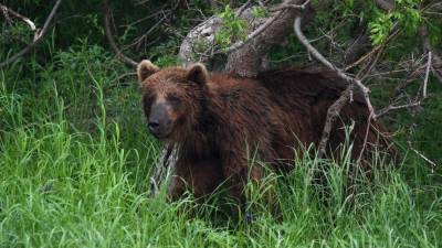 Красноярский полицейский застрелил медведя на территории сельской школы