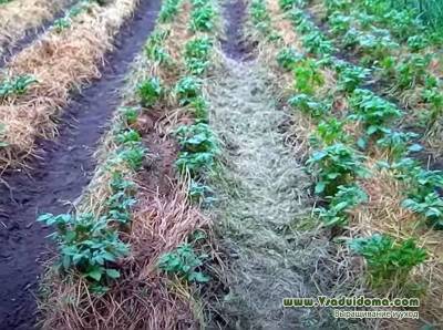 Выращивание картофеля на Северо-Западе в спаренных рядках – мои советы и отзывы