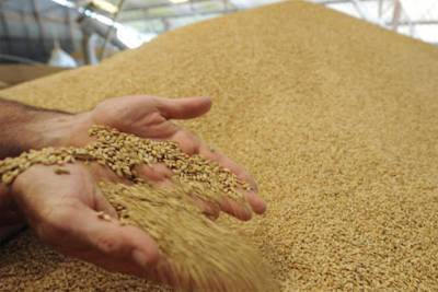 В Белоруссии запретили вывоз зерна, чтобы насытить внутренний рынок
