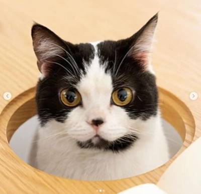 «Отдыхайте с кошками»: в Японии придумали специальную мебель для любителей пушистиков (ФОТО)