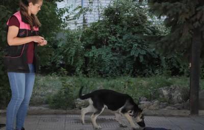 Охота на собак началась в Киеве, фото: как выглядят опасные "вкусности", которые разбрасывают по городу