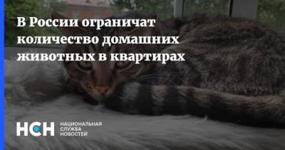 В России ограничат количество домашних животных в квартирах