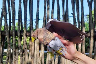 В Комсомольск-на-Амуре «прилетел» бумажный орлан