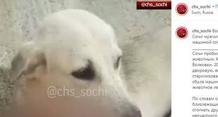 Жестокое избиение собаки вызвало резонанс в Сочи
