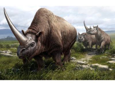 Чарльз Дарвин - Древняя и современная ДНК помогли построить родословное древо носорогов - polit.ru