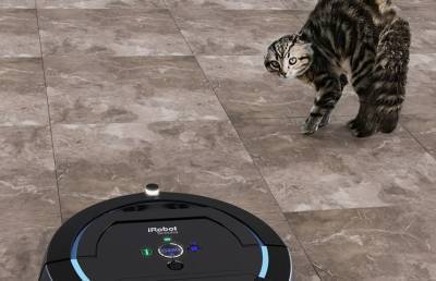 Восстание роботов: как хозяйка спасала кота от пылесоса