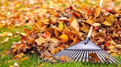 Осенние листья: убирать или нет с газона и цветников?