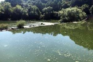 Миллионные убытки: Водоканал загрязнил реку и убил фауну