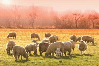 Стадо овец поставило на уши часть Ростовской области