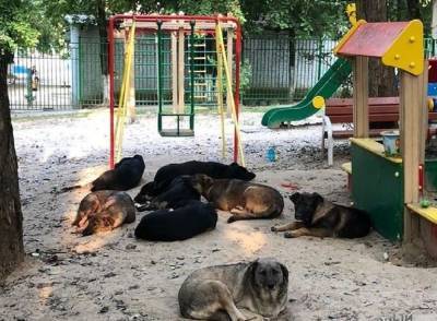 Собачьи банды в Ростове умоляют губернатора Голубева простерелезовать их