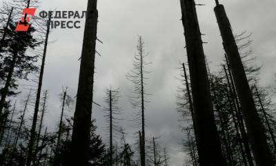 Загадка мертвого леса: чем грозит предприятие «Росатома» Бурятии