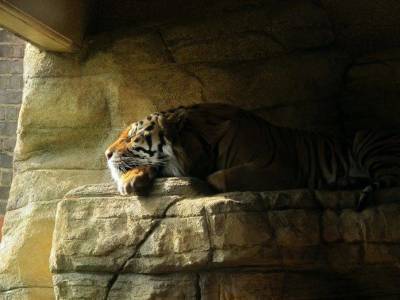 Вот почему тигры – прирожденные убийцы из мира животных - skuke.net