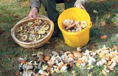 Собираем грибы с Валуевым: просто смех
