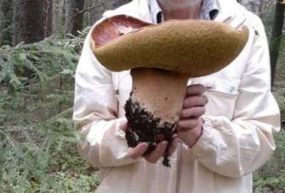 "Царский" белый гриб весом более 1,5 кг нашли в лесу под Выборгом