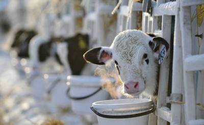 Sasapost (Египет): нам больше не нужны коровы. Теперь молоко производят микробы! - inosmi.ru - Египет