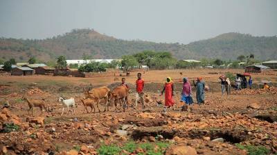 В ООН заявили о гуманитарной катастрофе в Эфиопии