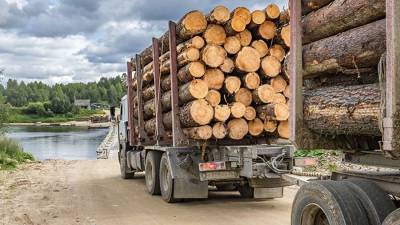 Запасы древесины в РФ могут быть больше официальных на 39%