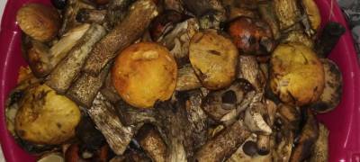 Жители Петрозаводска бесплатно отдают тазик грибов, потому что устали их чистить