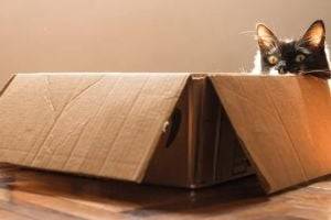 Есть ответ: вот почему коты так любят пакеты и коробки