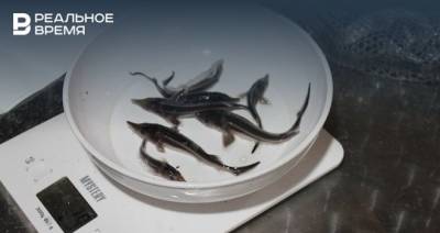 В Нижнекамское водохранилище выпустили почти 3,5 тысячи мальков стерляди
