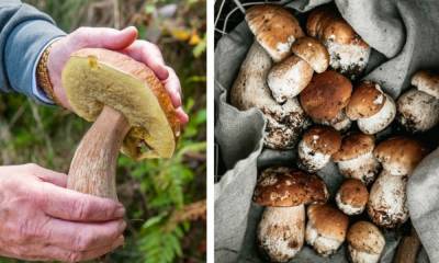 Можно ли переесть грибов, когда они противопоказаны и есть ли польза в шампиньонах: отвечают эксперты