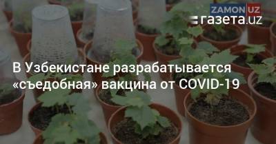 В Узбекистане разрабатывается «съедобная» вакцина от коронавируса