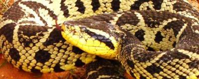 Яд змеи жараракусу может стать лекарством от коронавируса