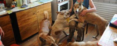 В Госдуме рассказали о готовящемся ограничении по максимальному числу животных в квартире