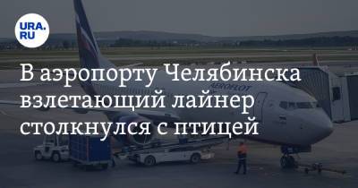 В аэропорту Челябинска взлетающий лайнер столкнулся с птицей