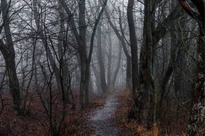 В новгородском лесу четвертый день не могут найти затерявшегося старика