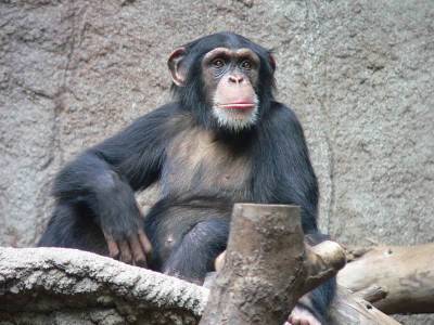 В Бельгии женщине запретили посещать зоопарк из-за её "близких отношений" с шимпанзе и мира