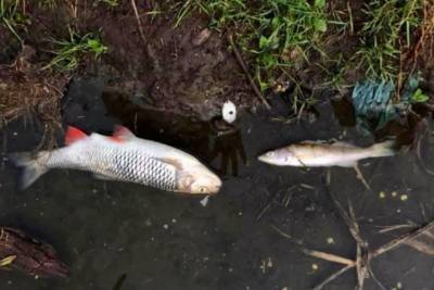 Из-за аварии канализации в Житомире слив нечистот в реку привел к миллионным убыткам