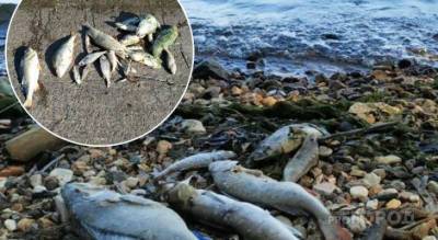 Пляжи Новочебоксарска и Чебоксар завалены трупами рыб: специалисты назвали причину произошедшего