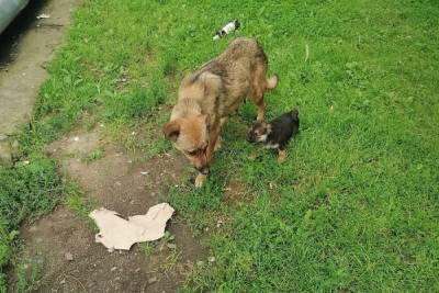 В центре Пскова неизвестные выкинули собаку и семерых щенков
