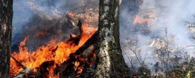 Минлесхоз Башкирии запросил у Рослесхоза 11,4 млн рублей на тушение лесных пожаров