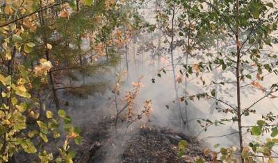 Уже второй глава района в Башкирии попросил помощи в тушении лесных пожаров