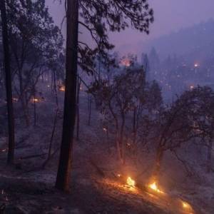 В Италии объявили режим ЧС из-за лесных пожаров