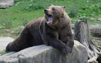 Картина дня в Хабкрае: экс-психолога ждет суд и убили 5 медведей