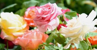 А запах! ТОП-9 самых ароматных цветов для вашего сада