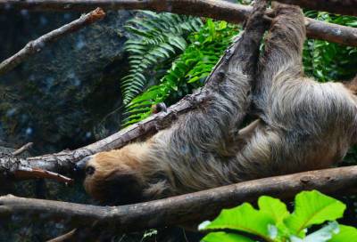 «Ленивая пятница»: в Ленинградском зоопарке поделились неспешным видео с ленивцами