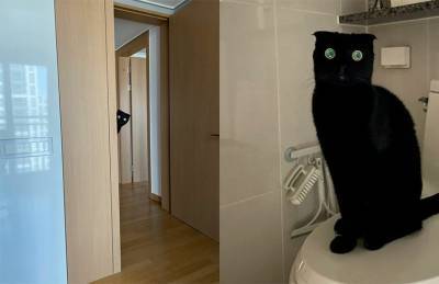 Черная кошка – к безудержному смеху: 7 фотографий забавной пушистой питомицы. Вы влюбитесь в нее с первого взгляда!