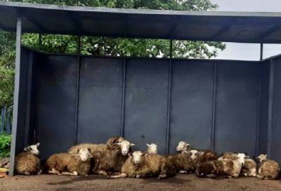 В Ленобласти стадо овец решило переждать дождь на остановке
