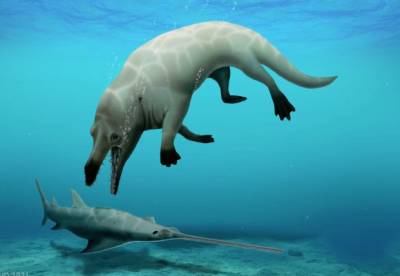 В Египте обнаружили окаменелости четырехлапого кита, который обитал и на суше, и в воде