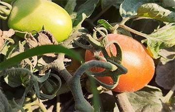 Фотофакт: в Ольшанах помидоры растут как картошка