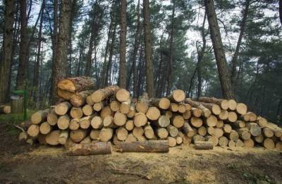 68-летнему новосибирцу грозит семь лет тюрьмы за незаконную вырубку леса