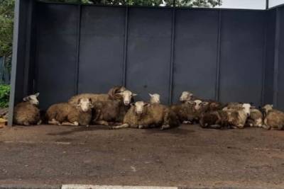 Стадо овец поселилось на остановке в Ленобласти