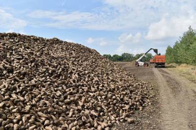 На Кубани собрали первый миллион тонн сахарной свёклы