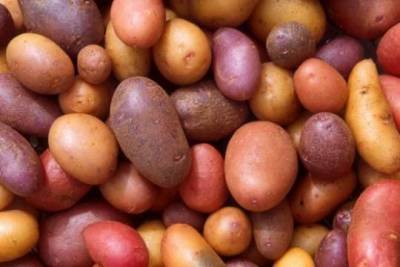 Россиянам вновь захотели продавать картофель эконом-класса